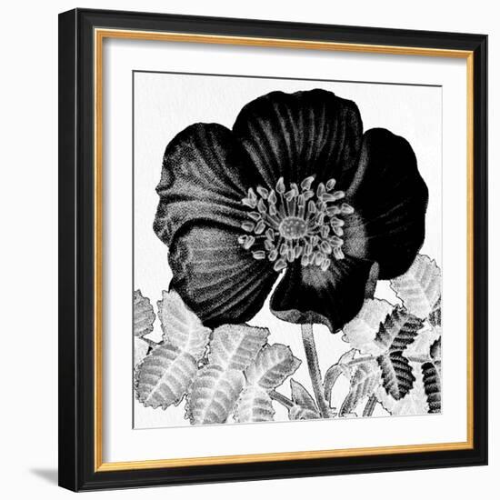 Black and White Bloom 2-Allen Kimberly-Framed Art Print