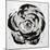 Black and White Bloom I-Sydney Edmunds-Mounted Giclee Print