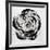 Black and White Bloom I-Sydney Edmunds-Framed Giclee Print