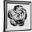 Black and White Bloom I-Sydney Edmunds-Framed Giclee Print