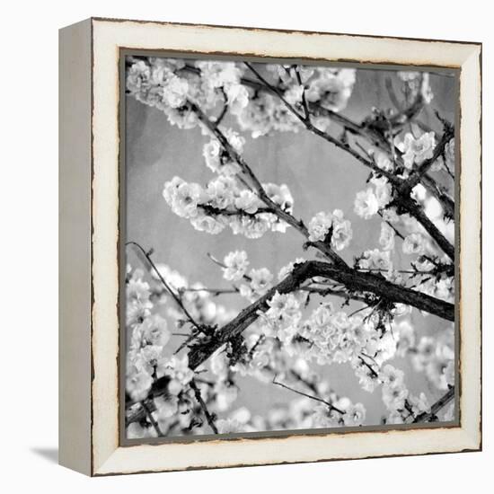 Black and White Blossoms II-Susan Bryant-Framed Premier Image Canvas