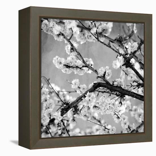 Black and White Blossoms II-Susan Bryant-Framed Premier Image Canvas