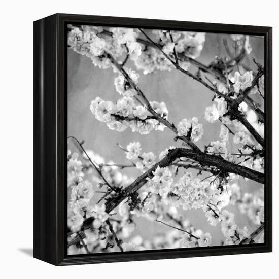 Black and White Blossoms II-Susan Bryant-Framed Premier Image Canvas