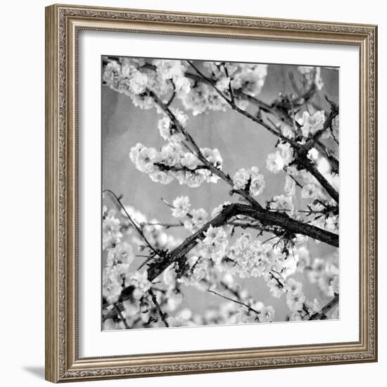 Black and White Blossoms II-Susan Bryant-Framed Photographic Print