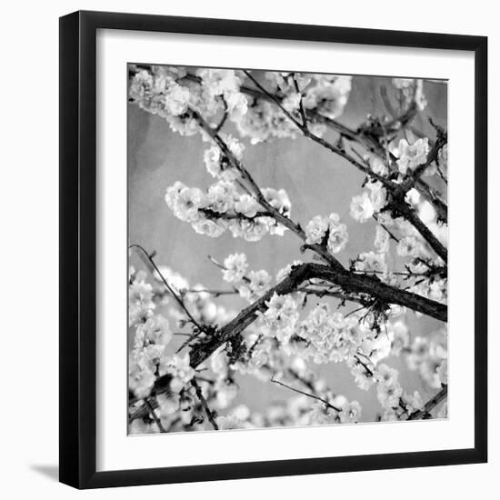 Black and White Blossoms II-Susan Bryant-Framed Photographic Print