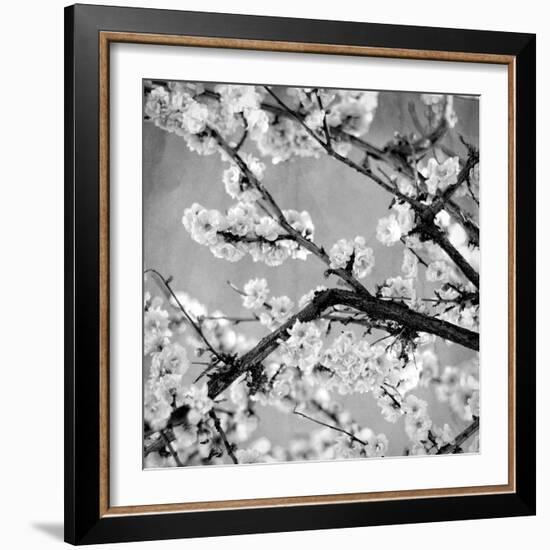 Black and White Blossoms II-Susan Bryant-Framed Photographic Print