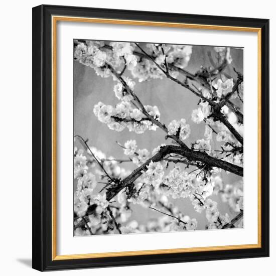 Black and White Blossoms II-Susan Bryant-Framed Photographic Print