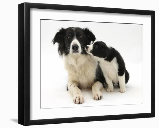 Black-And-White Border Collie Bitch, and Pup, 6 Weeks-Mark Taylor-Framed Photographic Print