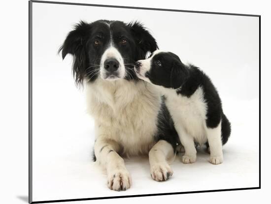 Black-And-White Border Collie Bitch, and Pup, 6 Weeks-Mark Taylor-Mounted Photographic Print