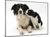 Black-And-White Border Collie Bitch, and Pup, 6 Weeks-Mark Taylor-Mounted Photographic Print