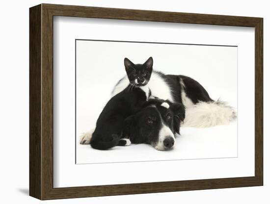 Black-And-White Border Collie Bitch, with Black-And-White Tuxedo Kitten, 10 Weeks Old-Mark Taylor-Framed Photographic Print