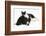 Black-And-White Border Collie Bitch, with Black-And-White Tuxedo Kitten, 10 Weeks Old-Mark Taylor-Framed Photographic Print