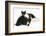 Black-And-White Border Collie Bitch, with Black-And-White Tuxedo Kitten, 10 Weeks Old-Mark Taylor-Framed Photographic Print