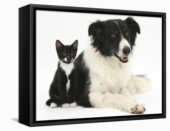 Black-And-White Border Collie Bitch, with Black-And-White Tuxedo Kitten, 10 Weeks-Mark Taylor-Framed Premier Image Canvas