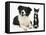 Black-And-White Border Collie Bitch, with Black-And-White Tuxedo Kitten, 10 Weeks-Mark Taylor-Framed Premier Image Canvas