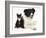 Black-And-White Border Collie Bitch, with Black-And-White Tuxedo Kitten, 10 Weeks-Mark Taylor-Framed Photographic Print