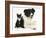 Black-And-White Border Collie Bitch, with Black-And-White Tuxedo Kitten, 10 Weeks-Mark Taylor-Framed Photographic Print