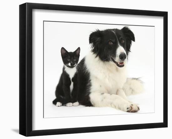 Black-And-White Border Collie Bitch, with Black-And-White Tuxedo Kitten, 10 Weeks-Mark Taylor-Framed Photographic Print