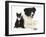 Black-And-White Border Collie Bitch, with Black-And-White Tuxedo Kitten, 10 Weeks-Mark Taylor-Framed Photographic Print