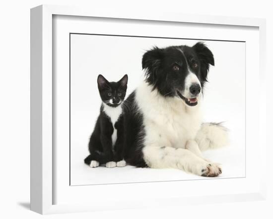 Black-And-White Border Collie Bitch, with Black-And-White Tuxedo Kitten, 10 Weeks-Mark Taylor-Framed Photographic Print