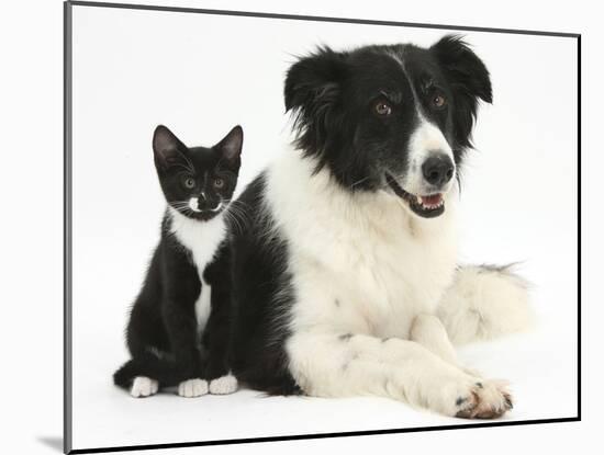 Black-And-White Border Collie Bitch, with Black-And-White Tuxedo Kitten, 10 Weeks-Mark Taylor-Mounted Photographic Print