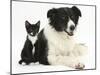 Black-And-White Border Collie Bitch, with Black-And-White Tuxedo Kitten, 10 Weeks-Mark Taylor-Mounted Photographic Print