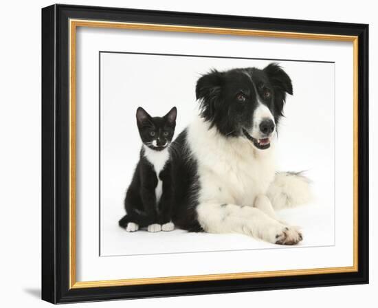 Black-And-White Border Collie Bitch, with Black-And-White Tuxedo Kitten, 10 Weeks-Mark Taylor-Framed Photographic Print