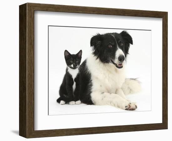 Black-And-White Border Collie Bitch, with Black-And-White Tuxedo Kitten, 10 Weeks-Mark Taylor-Framed Photographic Print