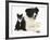 Black-And-White Border Collie Bitch, with Black-And-White Tuxedo Kitten, 10 Weeks-Mark Taylor-Framed Photographic Print