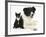 Black-And-White Border Collie Bitch, with Black-And-White Tuxedo Kitten, 10 Weeks-Mark Taylor-Framed Photographic Print