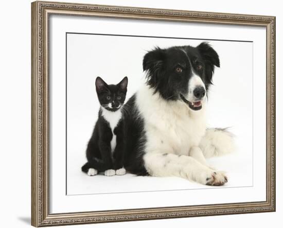 Black-And-White Border Collie Bitch, with Black-And-White Tuxedo Kitten, 10 Weeks-Mark Taylor-Framed Photographic Print