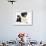 Black-And-White Border Collie Bitch, with Black-And-White Tuxedo Kitten, 10 Weeks-Mark Taylor-Framed Photographic Print displayed on a wall