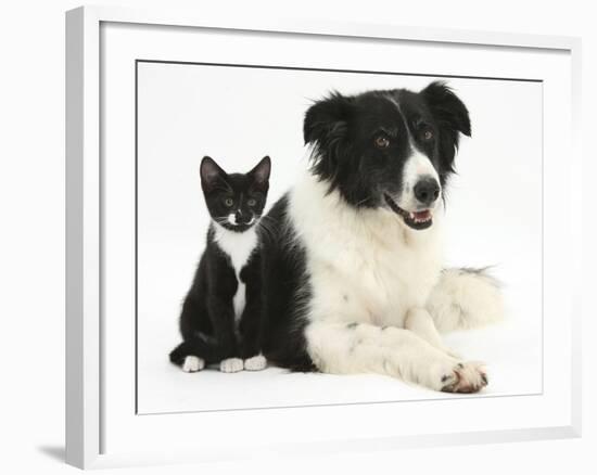 Black-And-White Border Collie Bitch, with Black-And-White Tuxedo Kitten, 10 Weeks-Mark Taylor-Framed Photographic Print