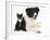 Black-And-White Border Collie Bitch, with Black-And-White Tuxedo Kitten, 10 Weeks-Mark Taylor-Framed Photographic Print