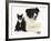 Black-And-White Border Collie Bitch, with Black-And-White Tuxedo Kitten, 10 Weeks-Mark Taylor-Framed Photographic Print