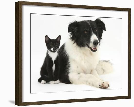 Black-And-White Border Collie Bitch, with Black-And-White Tuxedo Kitten, 10 Weeks-Mark Taylor-Framed Photographic Print