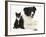 Black-And-White Border Collie Bitch, with Black-And-White Tuxedo Kitten, 10 Weeks-Mark Taylor-Framed Photographic Print