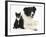 Black-And-White Border Collie Bitch, with Black-And-White Tuxedo Kitten, 10 Weeks-Mark Taylor-Framed Photographic Print