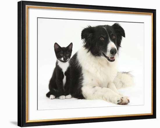 Black-And-White Border Collie Bitch, with Black-And-White Tuxedo Kitten, 10 Weeks-Mark Taylor-Framed Photographic Print