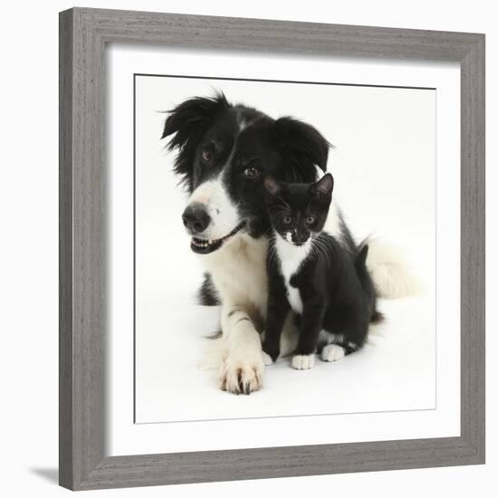 Black-And-White Border Collie Bitch, with Black-And-White Tuxedo Kitten, 10 Weeks-Mark Taylor-Framed Photographic Print