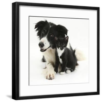 Black And White Border Collie Bitch With Black And White Tuxedo