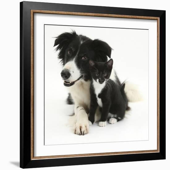 Black-And-White Border Collie Bitch, with Black-And-White Tuxedo Kitten, 10 Weeks-Mark Taylor-Framed Photographic Print