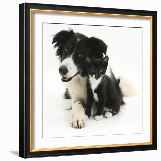 Black-And-White Border Collie Bitch, with Black-And-White Tuxedo Kitten, 10 Weeks-Mark Taylor-Framed Photographic Print