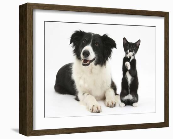 Black-And-White Border Collie Bitch, with Black-And-White Tuxedo Kitten, 10 Weeks-Mark Taylor-Framed Photographic Print