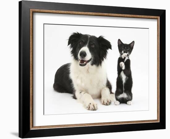 Black-And-White Border Collie Bitch, with Black-And-White Tuxedo Kitten, 10 Weeks-Mark Taylor-Framed Photographic Print