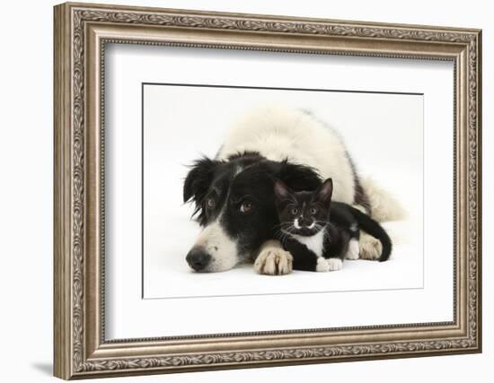 Black-And-White Border Collie Bitch, with Black-And-White Tuxedo Male Kitten, 9 Weeks Old-Mark Taylor-Framed Photographic Print
