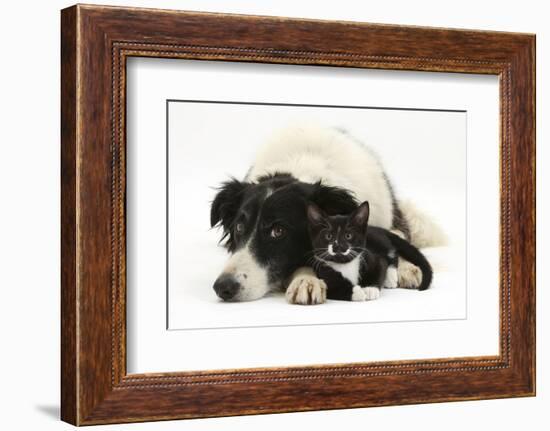 Black-And-White Border Collie Bitch, with Black-And-White Tuxedo Male Kitten, 9 Weeks Old-Mark Taylor-Framed Photographic Print