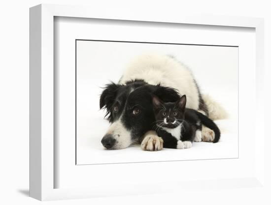 Black-And-White Border Collie Bitch, with Black-And-White Tuxedo Male Kitten, 9 Weeks Old-Mark Taylor-Framed Photographic Print