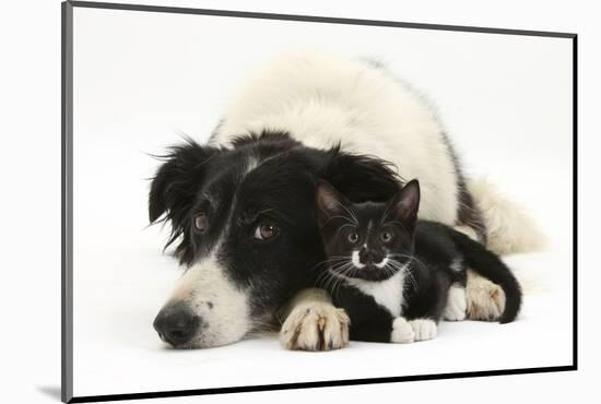 Black-And-White Border Collie Bitch, with Black-And-White Tuxedo Male Kitten, 9 Weeks Old-Mark Taylor-Mounted Photographic Print