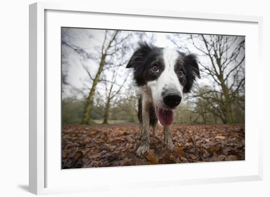 Black And White Border Collie, Hampstead Heath, England, UK-Matthew Maran-Framed Photographic Print